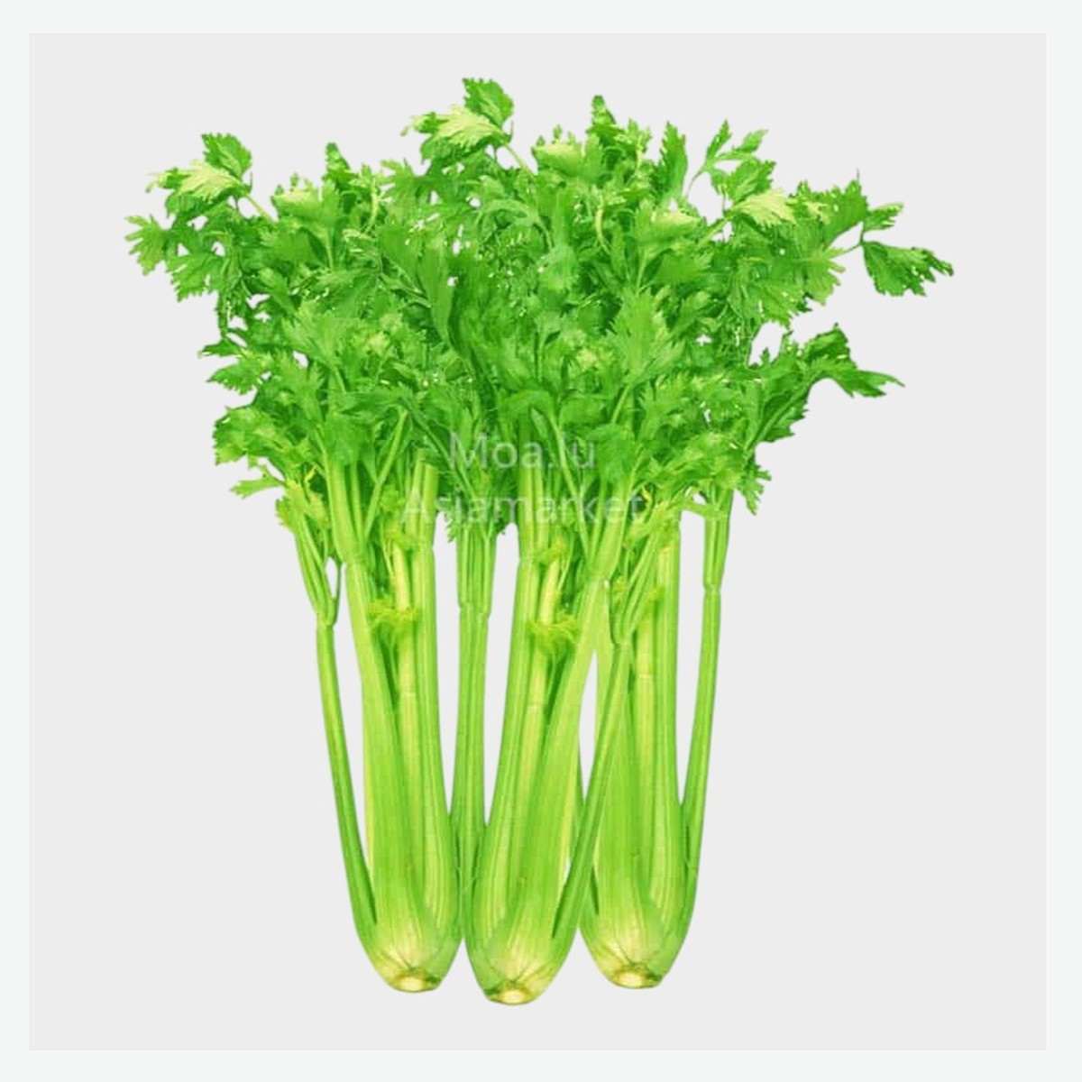 香芹Chinese Celery