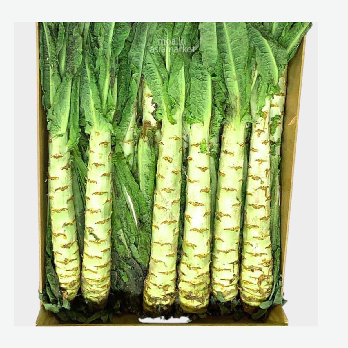 莴笋Chinese Asperge